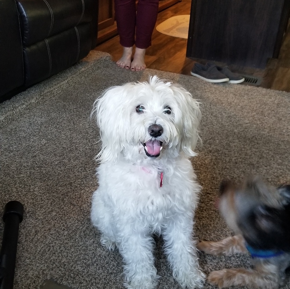 Meet your Posher, Carissa